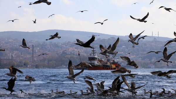 İstanbul - Boğaz - martı - balıkçı teknesi - Sputnik Türkiye