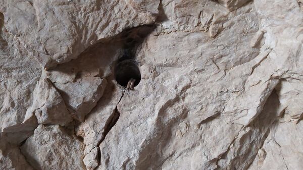 Roma dönemine ait oda mezarda patlayıcı için yerleştirilmiş kablolar bulundu - Sputnik Türkiye