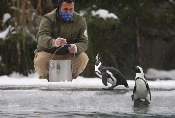 Günün belli vakitlerinde doğal ortamlarına uygun hazırlanan menülerinde sardalya balığı yiyen penguenler, bakıcıları tarafından elle besleniyor. - Sputnik Türkiye