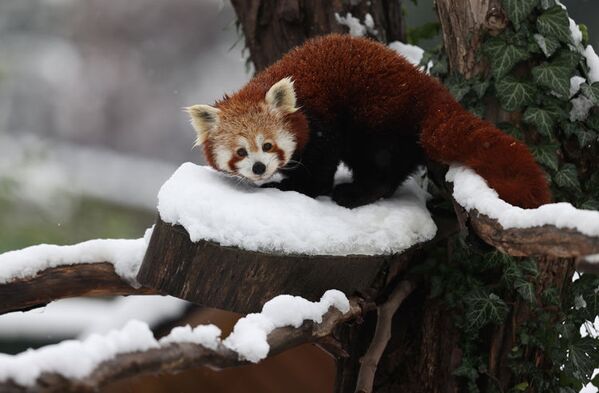 Kış şartlarına dayanıklı olan kırmızı pandalar da yaşam alanlarında karın tadını çıkarıyor. - Sputnik Türkiye