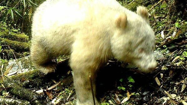 Dünyanın bilinen tek albino pandası Çin’de görüntülendi - Sputnik Türkiye