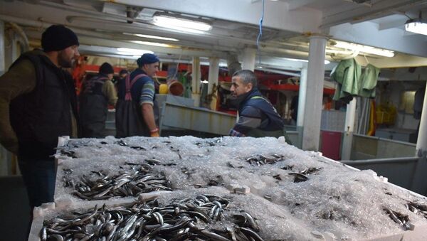 Balıkçılardan hamsi avının serbest olduğu İğneada'ya akın - Sputnik Türkiye