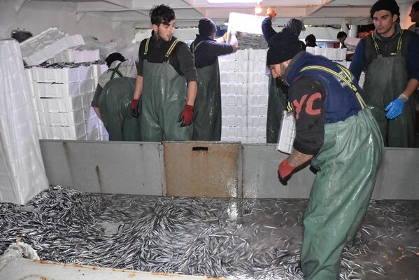 Balıkçılardan hamsi avının serbest olduğu İğneada'ya akın - Sputnik Türkiye