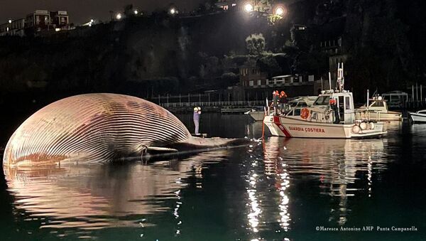 İtalya’da 70 tonluk ölü balina kıyıya vurdu - Sputnik Türkiye