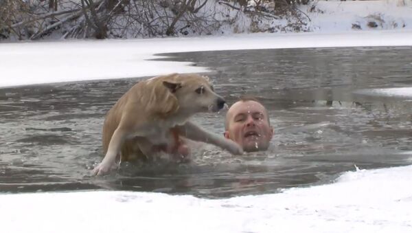 Rusya'da gazeteci çekim sırasında boğulmakta olan köpeği kurtardı - Sputnik Türkiye