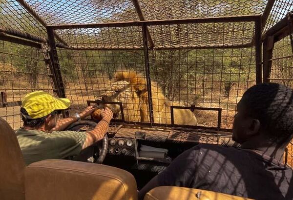 Aslanları yakından görebilmek için 'kafese' giriyorlar - Sputnik Türkiye