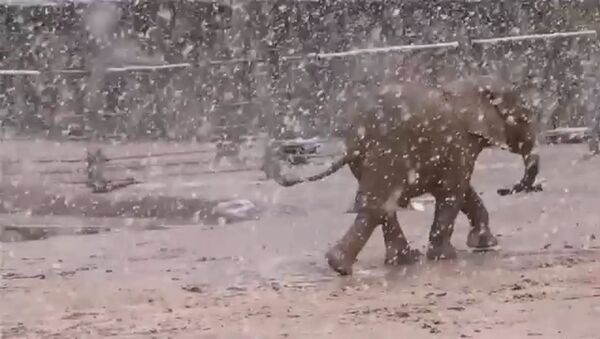 ABD’de filler yağan karın tadını böyle çıkarttı - Sputnik Türkiye