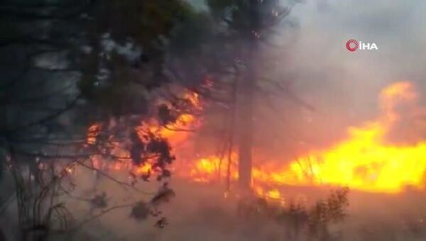 Arjantin’deki yangında 10 bin hektar ormanlık alan küle döndü - Sputnik Türkiye