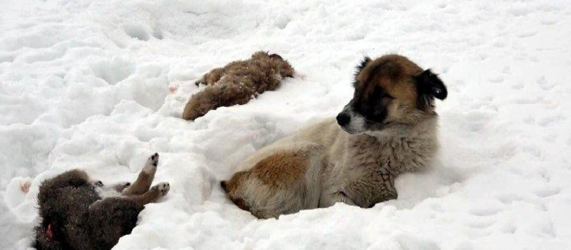 Van'da bir köpek, donarak ölen yavrularının başından 5 gündür ayrılmıyor - Sputnik Türkiye, 1920, 04.02.2021