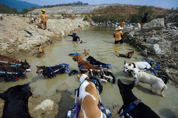 Tayland'daki engelli köpek barınağı salgın nedeniyle tehdit altında - Sputnik Türkiye