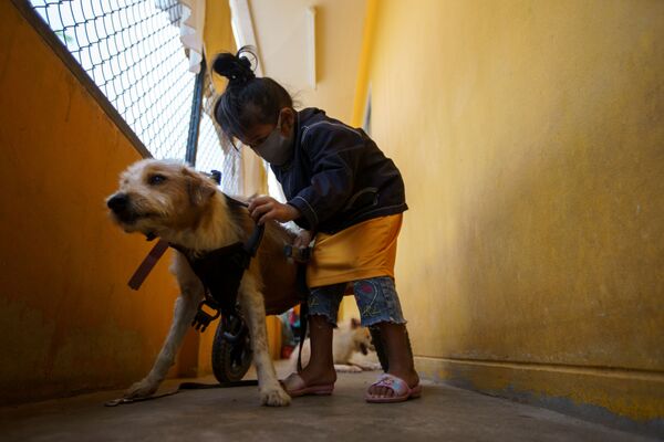 Tayland'daki engelli köpek barınağı salgın nedeniyle tehdit altında - Sputnik Türkiye