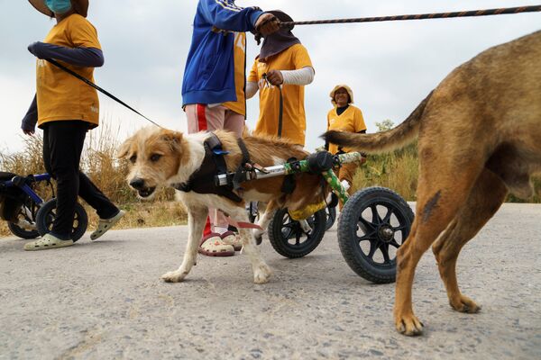 Tayland'daki engelli köpek barınağı salgın nedeniyle tehdit altında - Sputnik Türkiye