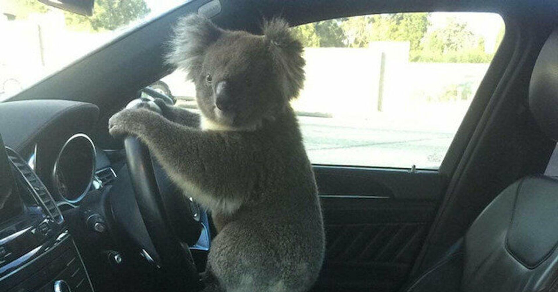 Avustralya'da koala önce trafik kazasına sebep oldu, ardından direksiyonda poz verdi - Sputnik Türkiye, 1920, 09.02.2021