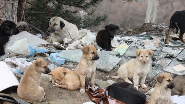 Ankara'da dağlık alana terk edilen 7 köpek öldü - Sputnik Türkiye