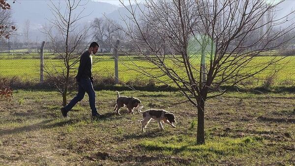 'Gizemli trüf mantarı' topraktan eğitimli köpeklerle çıkarılıyor - Sputnik Türkiye