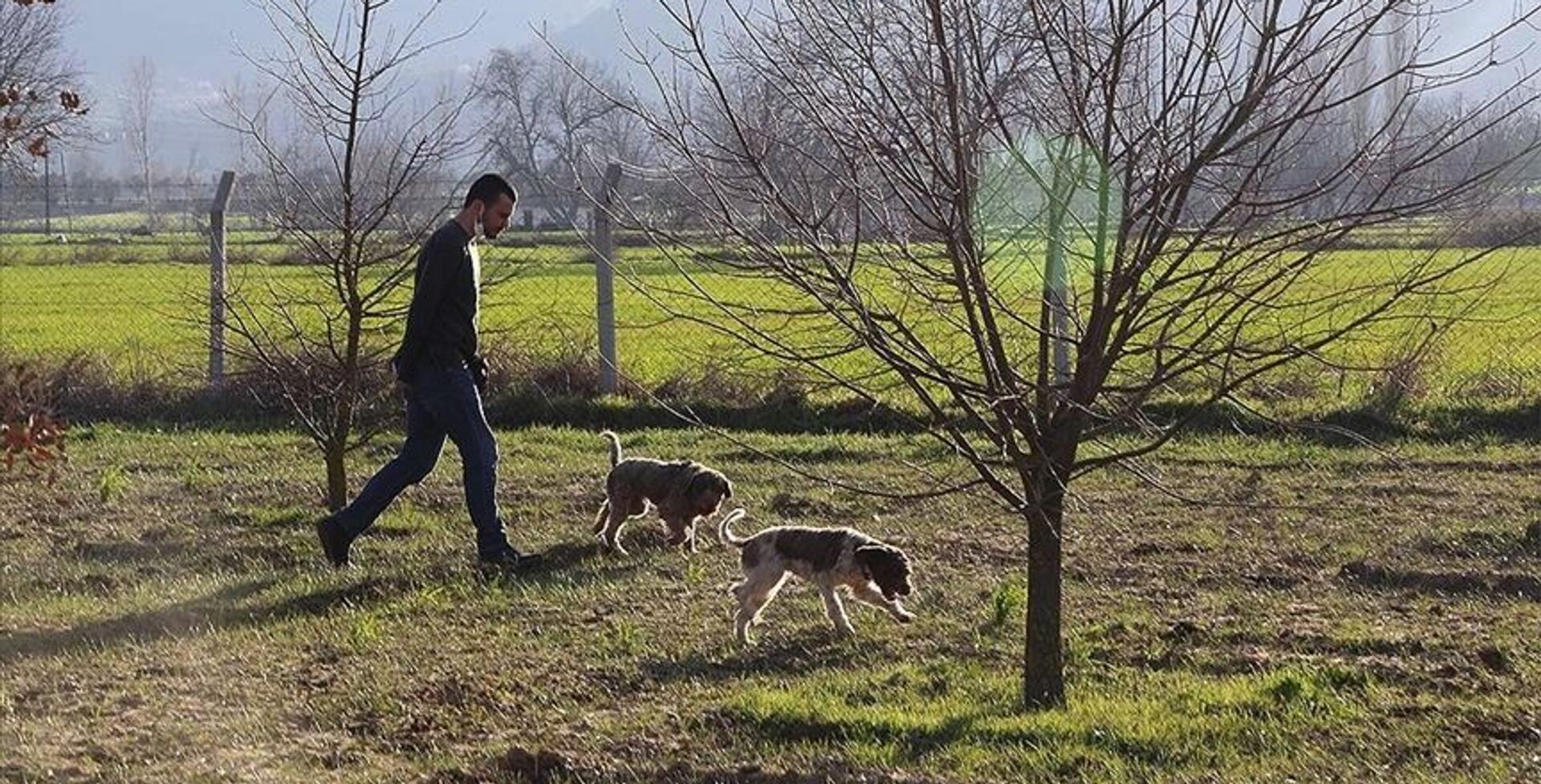 'Gizemli trüf mantarı' topraktan eğitimli köpeklerle çıkarılıyor - Sputnik Türkiye, 1920, 15.02.2021