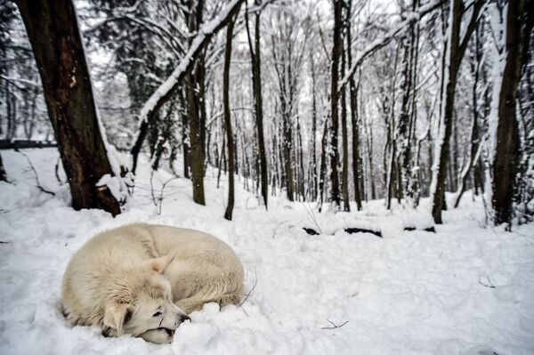 Karlar altındaki Belgrad Ormanı'nda kartpostallık görüntüler - Sputnik Türkiye