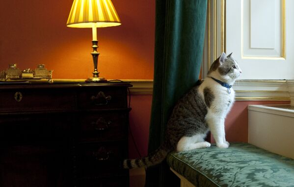 İngiltere’nin resmi fare avcısı kedi Larry - Sputnik Türkiye