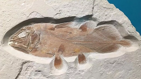 İngiltere'de 66 milyon yıllık balık fosili bulundu - Sputnik Türkiye
