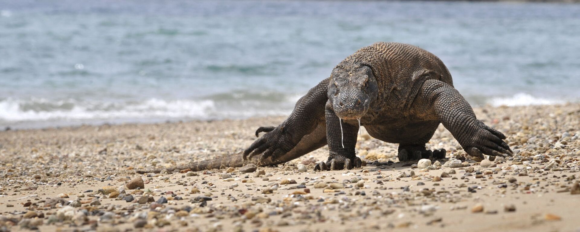 komodo enjeri - Hindistan - Sputnik Türkiye, 1920, 25.07.2024