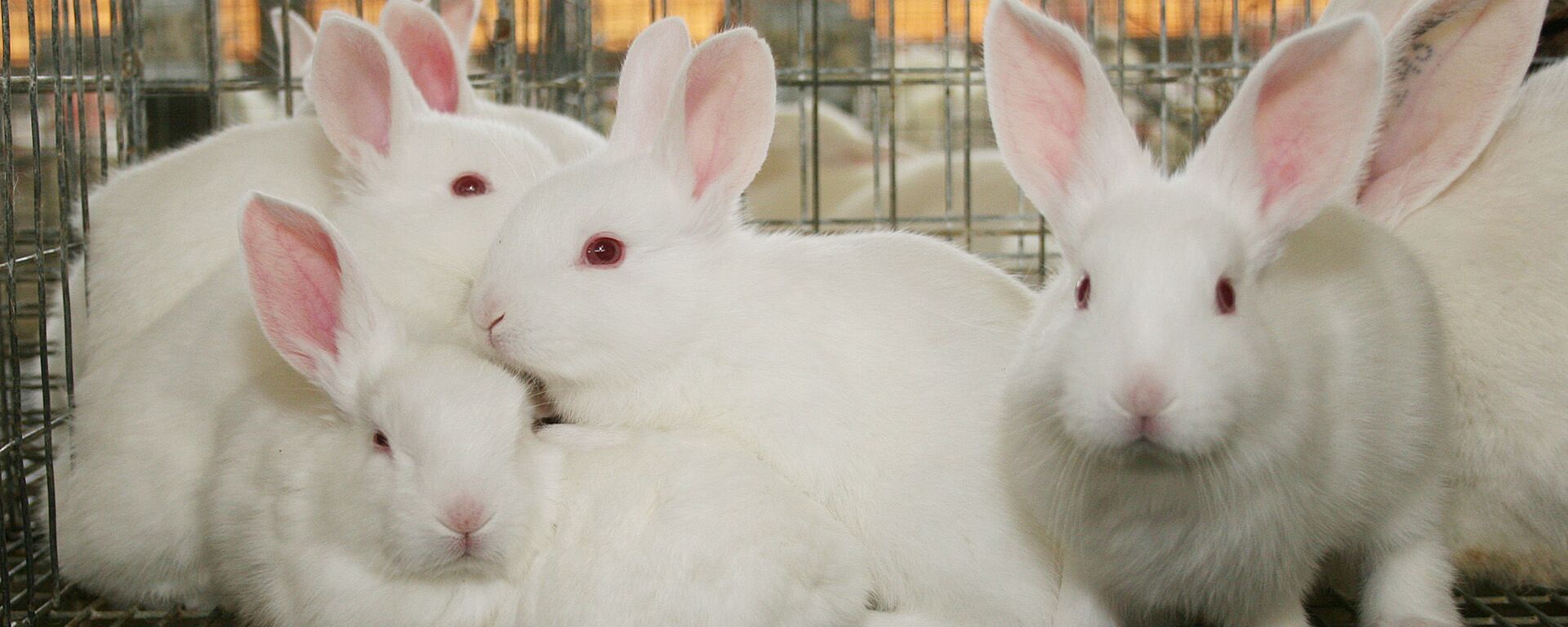 Beyaz tavşan, tavşan - Sputnik Türkiye, 1920, 05.08.2025