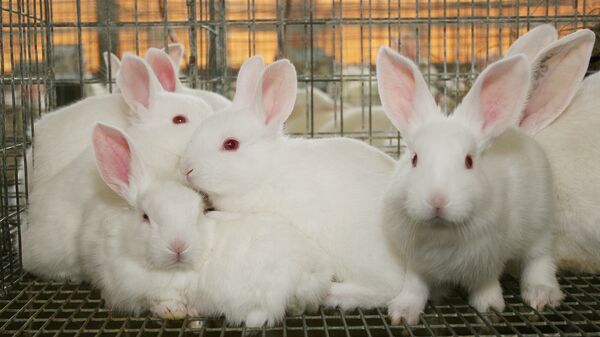 Beyaz tavşan, tavşan - Sputnik Türkiye