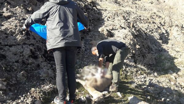 Tunceli'deki yaban keçisi ölümlerinin nedeni belli oldu - Sputnik Türkiye