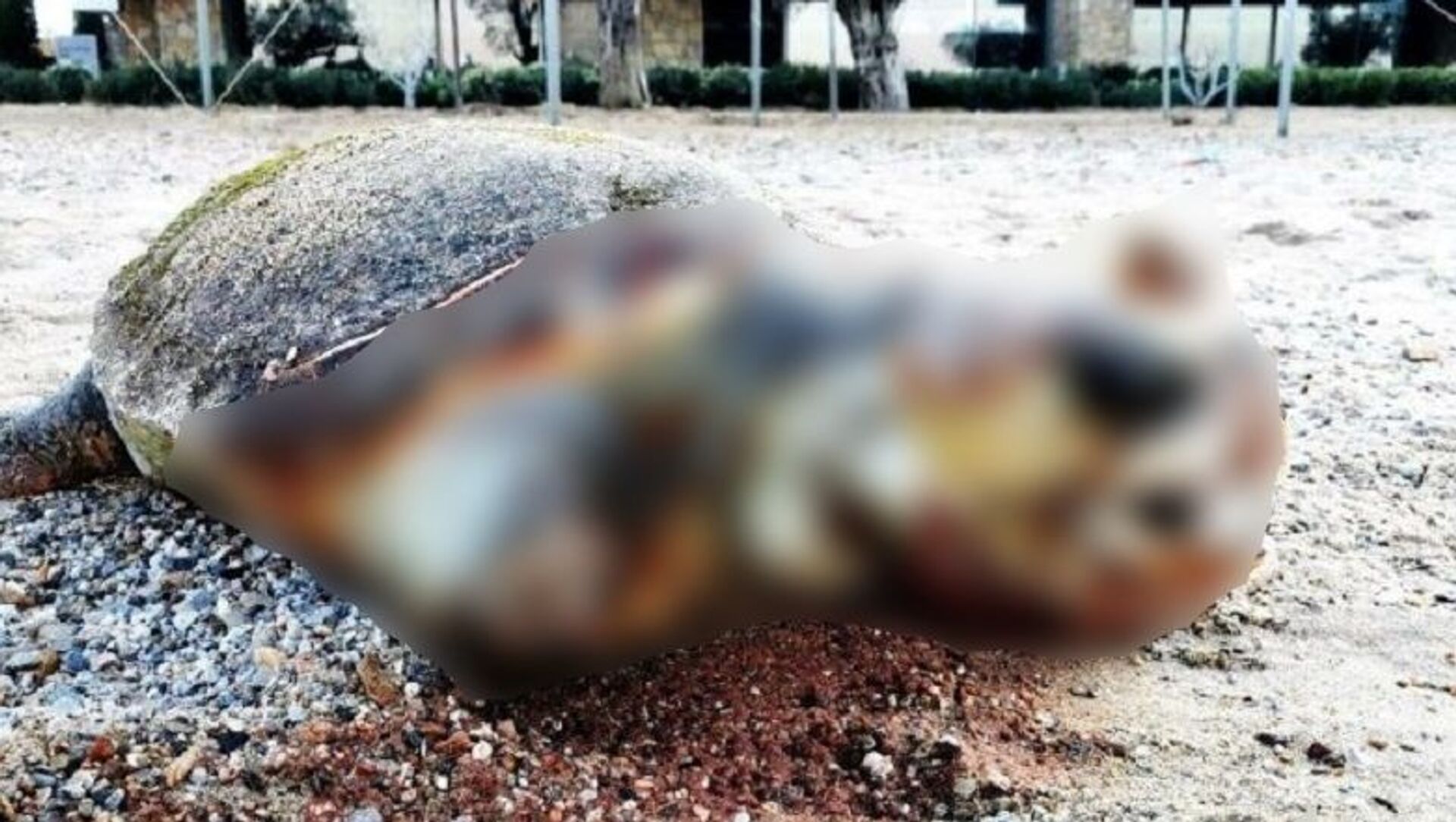 Muğla, Bodrum, karaya vuran Caretta Caretta, deniz kaplumbağası - Sputnik Türkiye, 1920, 03.03.2021