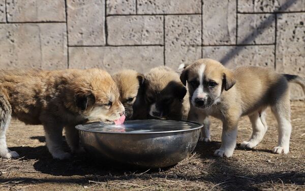 Erzincan'da annesi ölen 7 köpek yavrusunu hayvan barınağındaki başka bir köpek emziriyor.
 - Sputnik Türkiye