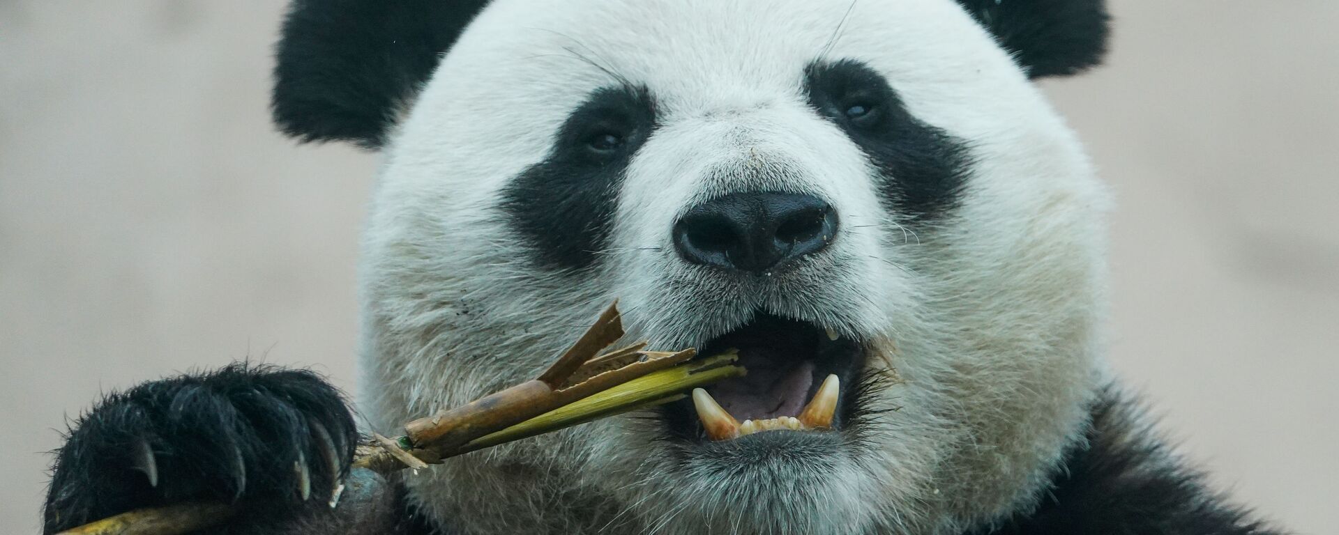 Rusya- Hayvanat bahçesi- Panda  - Sputnik Türkiye, 1920, 05.12.2025