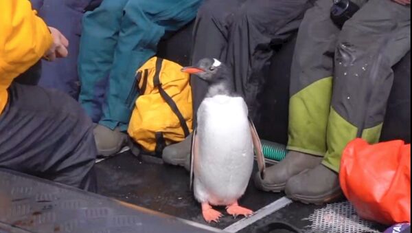 Antartika'da, katil balinalardan can havliyle kurtulmaya çalışan penguen son anda sandala atladı - Sputnik Türkiye