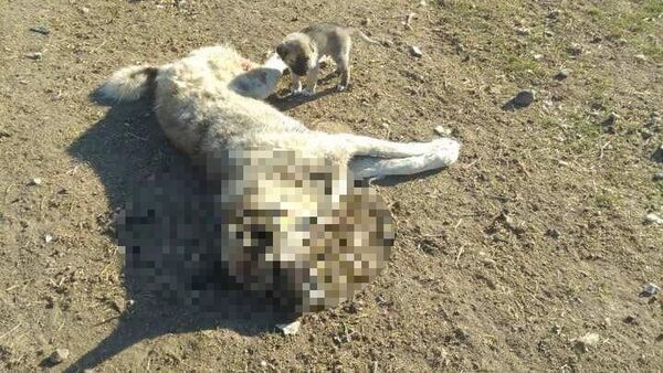 Ankara'nın Polatlı ilçesinde son bir hafta içerisinde 22 köpek zehirlenerek öldürüldü. Geçen hafta zehirlenerek öldürülen köpeğin başında bekleyen yavru ise bu hafta öldürüldü. - Sputnik Türkiye