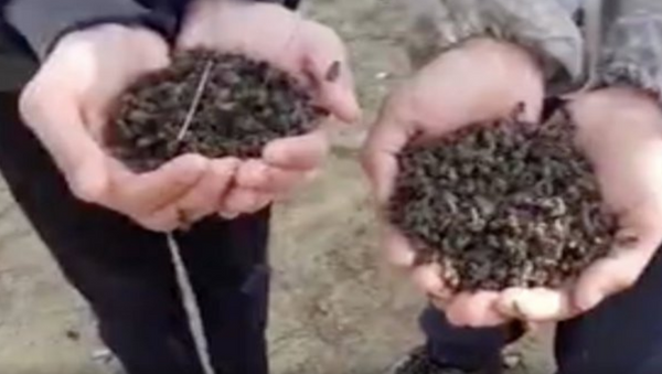 Telef olan binlerce arıyı gömüp başında dua etti - Sputnik Türkiye