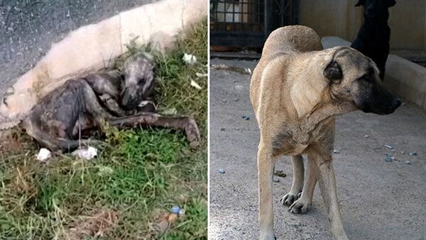 Ölmek üzereyken bulunan köpek, hayvanseverlerin bakımıyla sağlığına kavuştu - Sputnik Türkiye