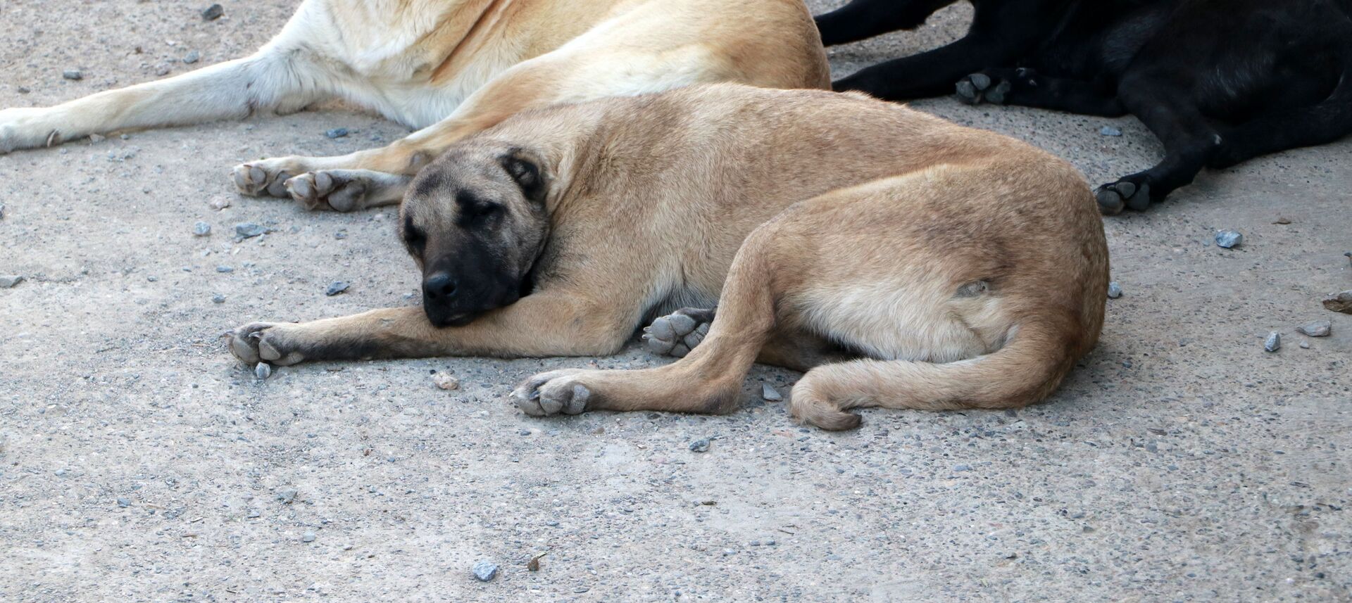 Ölmek üzereyken bulunan köpek, hayvanseverlerin bakımıyla sağlığına kavuştu - Sputnik Türkiye, 1920, 21.03.2021