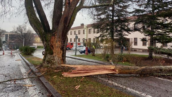 Meclis bahçesindeki bir ağaca yıldırım düştü - Sputnik Türkiye