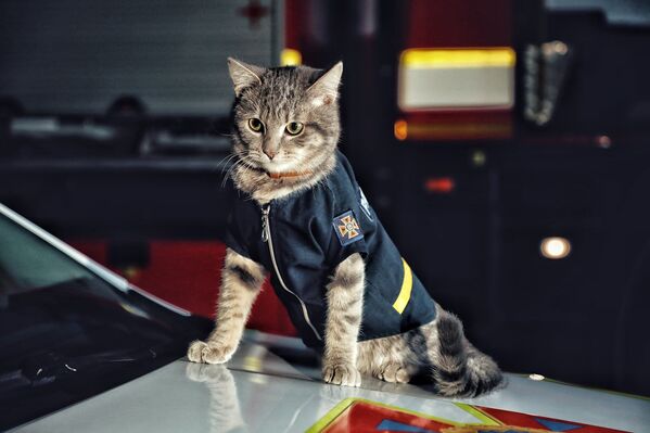 Ukrayna’da donmaktan kurtarılan kedi, itfaiye ekibine katıldı - Sputnik Türkiye