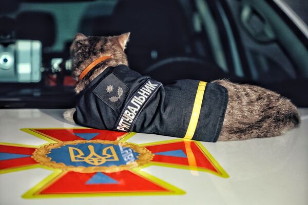 Ukrayna’da donmaktan kurtarılan kedi, itfaiye ekibine katıldı - Sputnik Türkiye