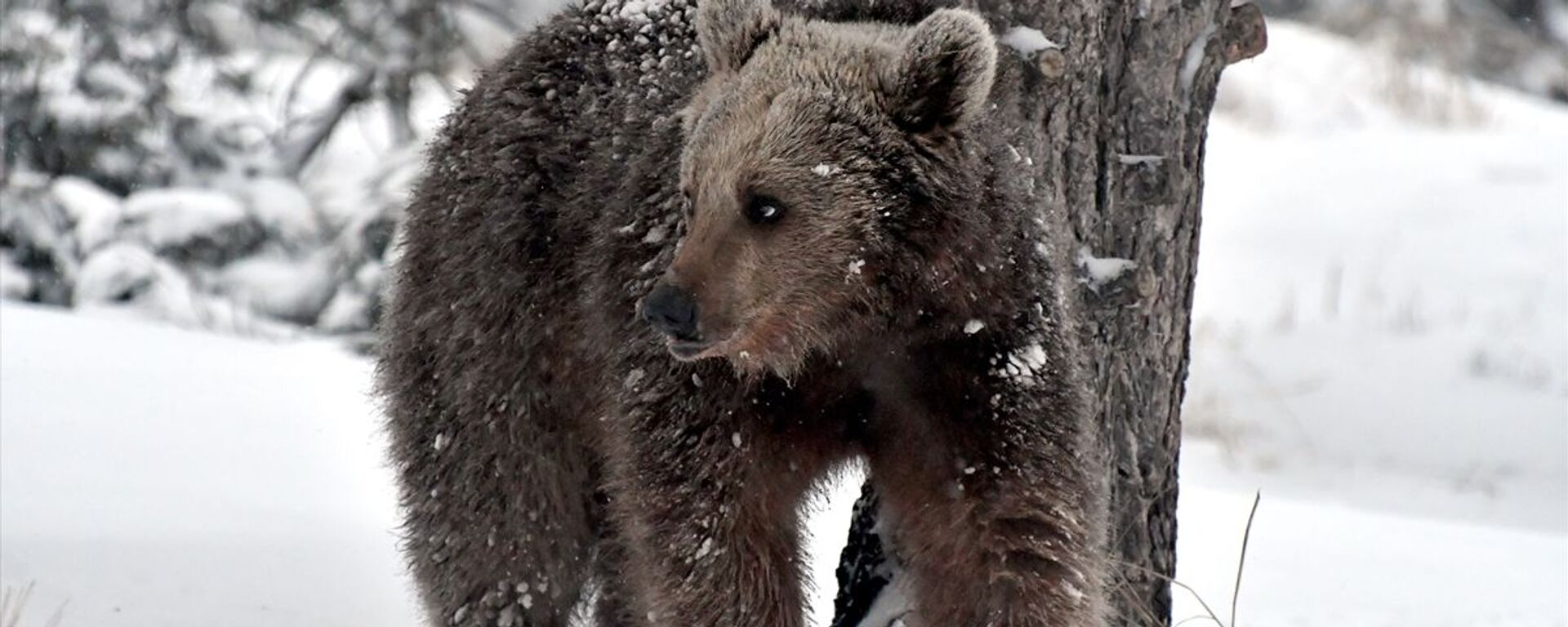 Kış uykusundan uyanan bozayılar - Sputnik Türkiye, 1920, 28.10.2025