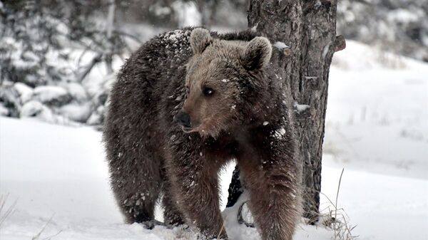 Kış uykusundan uyanan bozayılar - Sputnik Türkiye