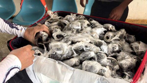 Ekvador’da bir yolcunun valizinde poşete sarılı 185 yavru kaplumbağa ele geçirildi - Sputnik Türkiye