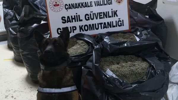 Ele geçirilen  'damiana' otu  - Sputnik Türkiye