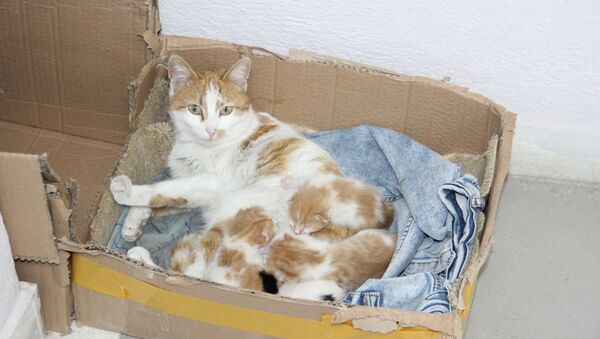 hamile kedi, doğum, Karaman - Sputnik Türkiye