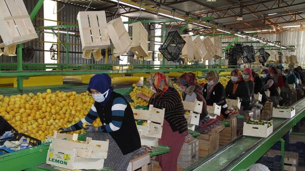 Limon - kadın işçiler - Sputnik Türkiye