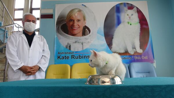 Van Gölü'nün uzaydan fotoğrafını çeken Astronot Kate Rubins'e Van kedisi hediyesi - Sputnik Türkiye