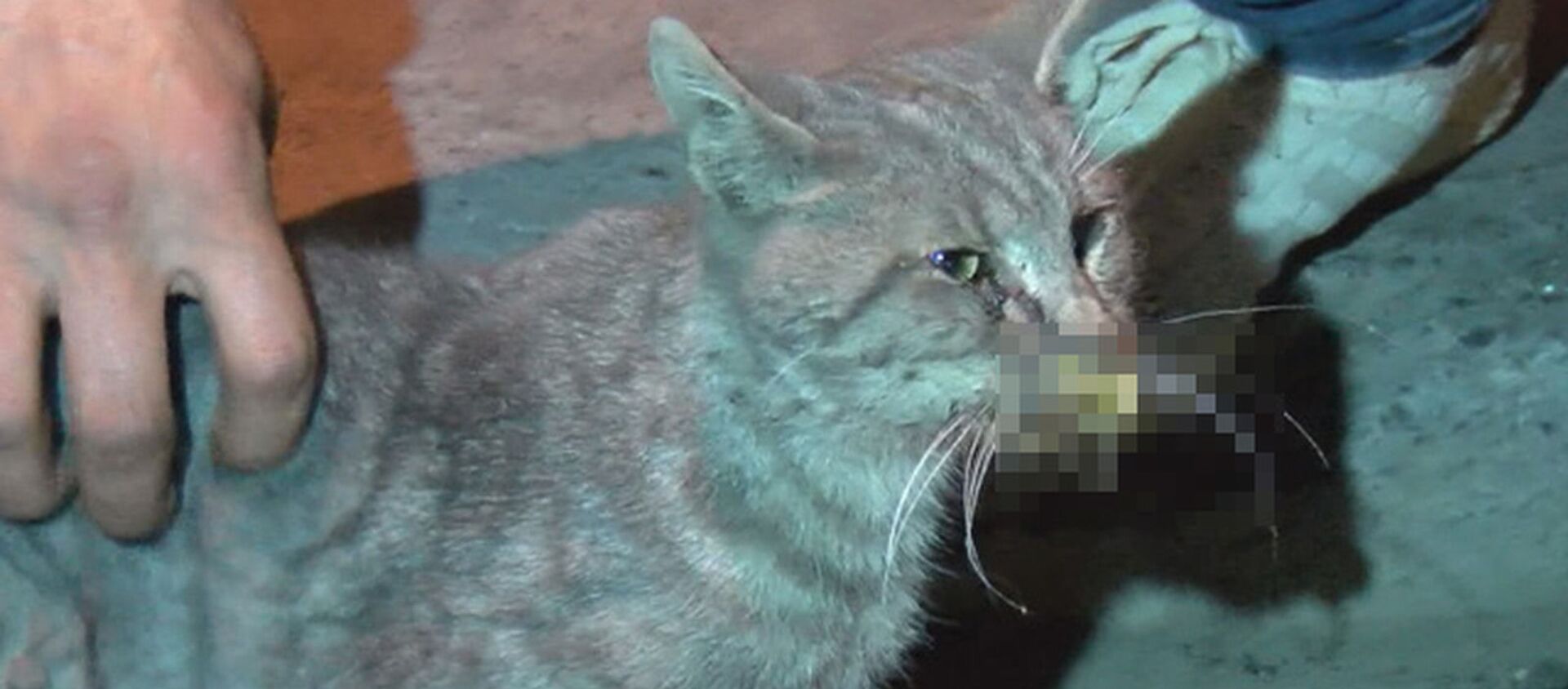 Gaziosmanpaşa'da kedilerin zehir verilerek öldürüldüğü iddiası - Sputnik Türkiye, 1920, 01.05.2021