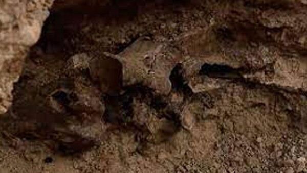 Buz Devri’nden kalma bir at fosili bulundu - Sputnik Türkiye
