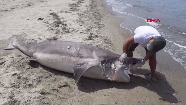 Kuşadası'nda sahile ölü köpekbalığı vurdu - Sputnik Türkiye