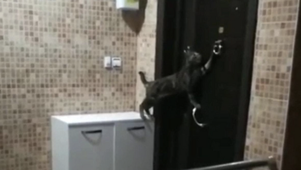 Kapının açılmasını bekleyen kedi - Sputnik Türkiye