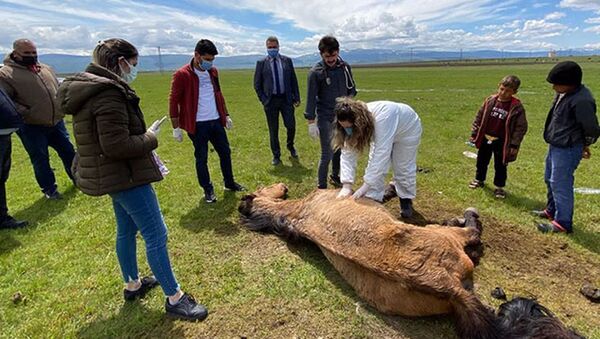 Ayağı kırılan atı elleriyle beslediler - Sputnik Türkiye
